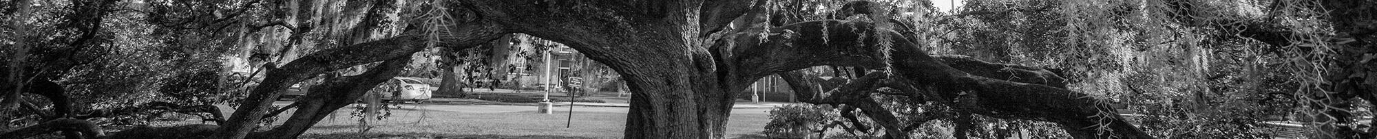 Large tree in the middle of a park.